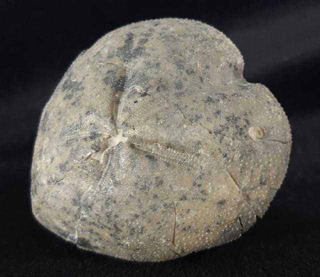 Micraster cf. schroederi STOLLEY 1891 - Bild &copy; FossNet FossilienStore